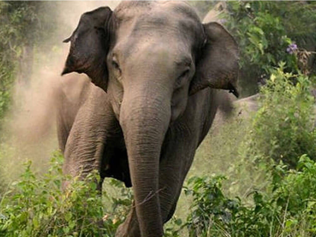 सप्तरीमा जंगली हात्तीको आक्रमणबाट एक जनाको मृत्यु